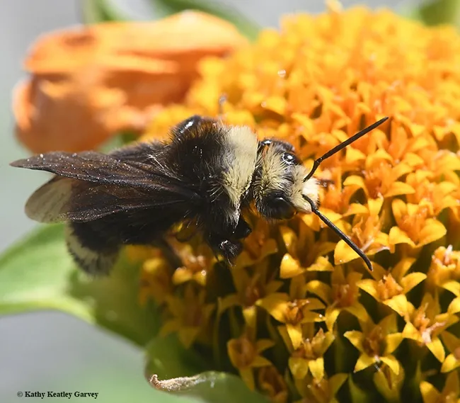 A yellow-faced bumble bee, Bombus vosnesenskii, is oblivious to the photographer. (Photo by Kathy Keatley Garvey)