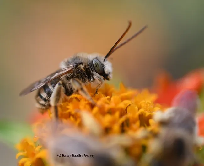 A male longhorned bee, Melissodes, prepares to leave his "bedroom," a Mexican sunflower. (Photo by Kathy Keatley Garvey)