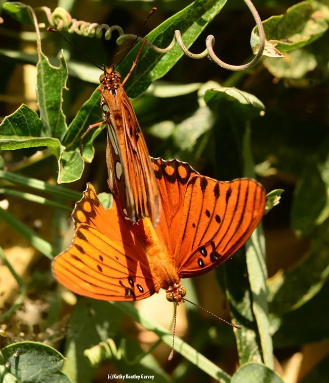 Photo Six: After the photographer captured this image, the butterflies separated and flew their separate ways. (Photo by Kathy Keatley Garvey)
