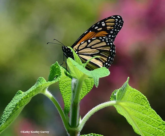 A male monarch perches on the top of a Mexican sunflower in an image taken Aug. 30 in Vacaville, Calif. (Photo by Kathy Keatley Garvey)