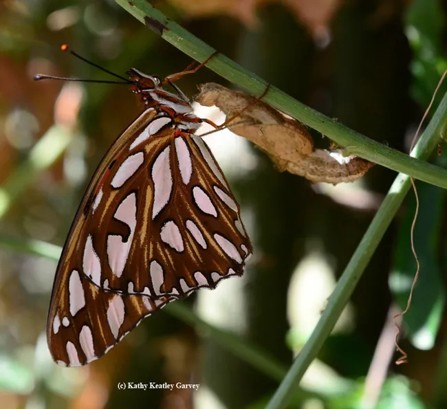 A newly eclosed female Gulf Fritillary (Agraulis vanillae) hanging from her empty chrysalis. (Photo by Kathy Keatley Garvey)