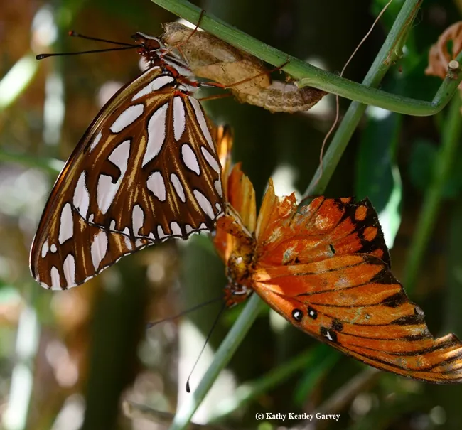 The action at the "altar": the newly eclosed female Gulf Fritillary and the tired old male. (Photo by Kathy Keatley Garvey)