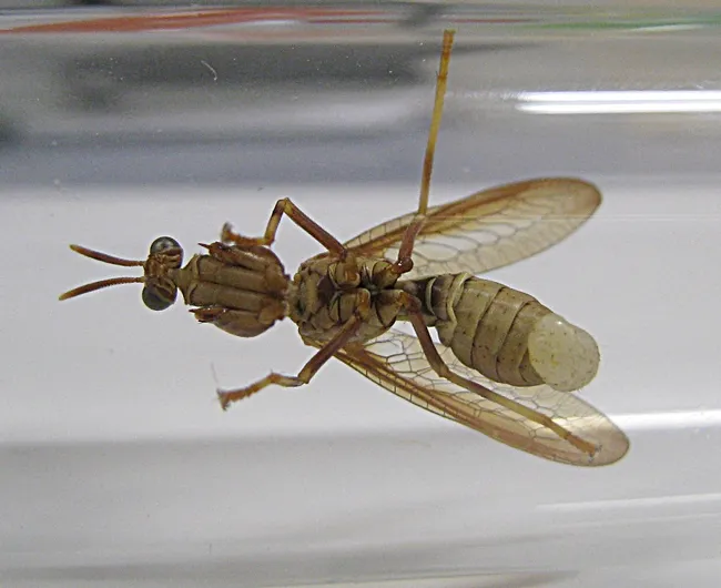 In coloring, the mantidfly abdomen resembles a paper wasp. (Photo by Kathy Keatley Garvey)