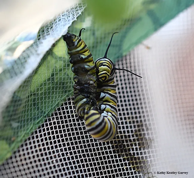 An aggressive caterpillar attacks another 'cat trying to pupate. (Photo by Kathy Keatley Garvey)