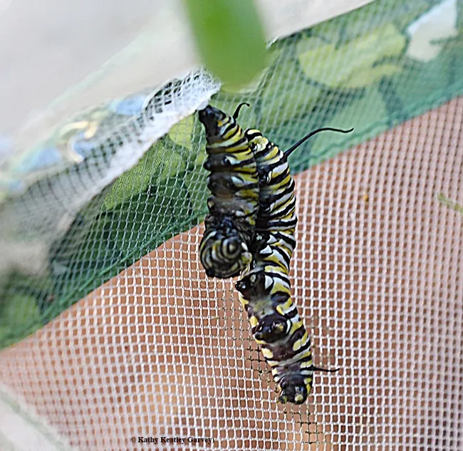 The aggressive caterpillar, after killing its sibling, slides back down to eat more milkweed. (Photo by Kathy Keatley Garvey)