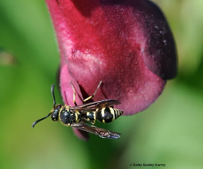 A potter wasp sips some nectar. Potter wasps will be featured at the Bohart Museum of Entomology's "Crafty Insects" open house. Their nests are works of art. (Photo by Kathy Keatley Garvey)