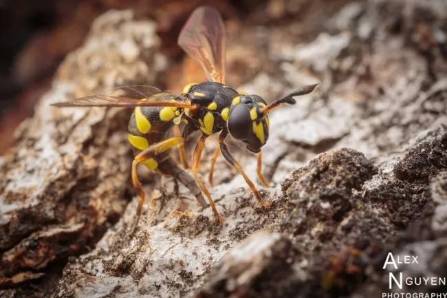 This winning image of a wasp mimic, Ceriana tridens, ovipositing in the fissures of a tree, will be showcased at the Entomological Society of America meeting in November in Vancouver,B.C. (Photo by Alexander Nguyen)