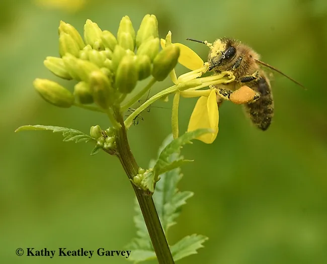 This winning image, accepted in the international Insect Salon photo competition, shows a honey bee covered with pollen from mustard. (Photo by Kathy Keatley Garvey)