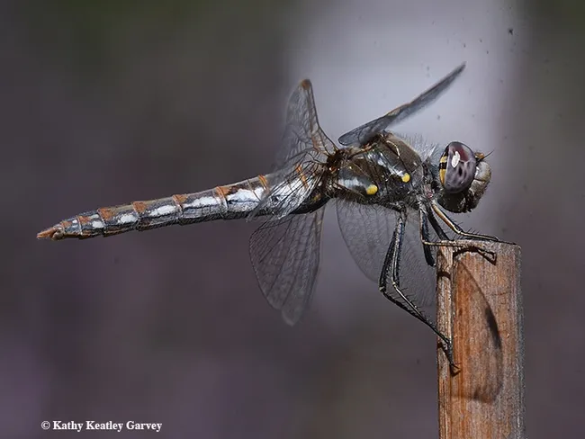 A female variegated meadowhawk dragonfly, Sympetrum corruptum, perches on a bamboo stake in Vacaville, Calif. (Photo by Kathy Keatley Garvey)