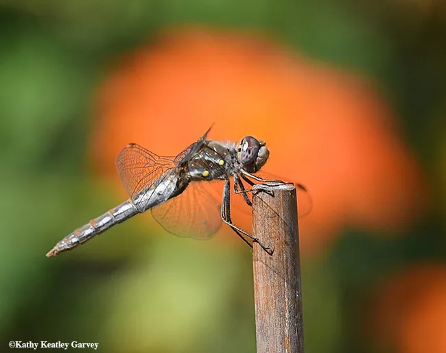 A blurred Mexican sunflower (Tithonia) forms a backdrop for the variegated meadowhawk dragonfly, Sympetrum corruptum. (Photo by Kathy Keatley Garvey)