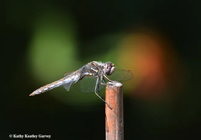 A flickering light and backdrop of a Mexican sunflower add to this image of the dragonfly, Sympetrum corruptum. (Photo by Kathy Keatley Garvey)