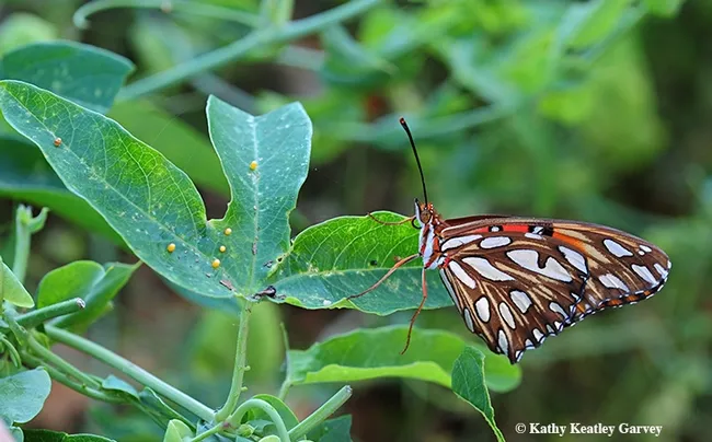 A Gulf Fritillary laying eggs on her host plant, passionflower vine. Note the eggs (yellow dots) on the left. (Photo by Kathy Keatley Garvey)