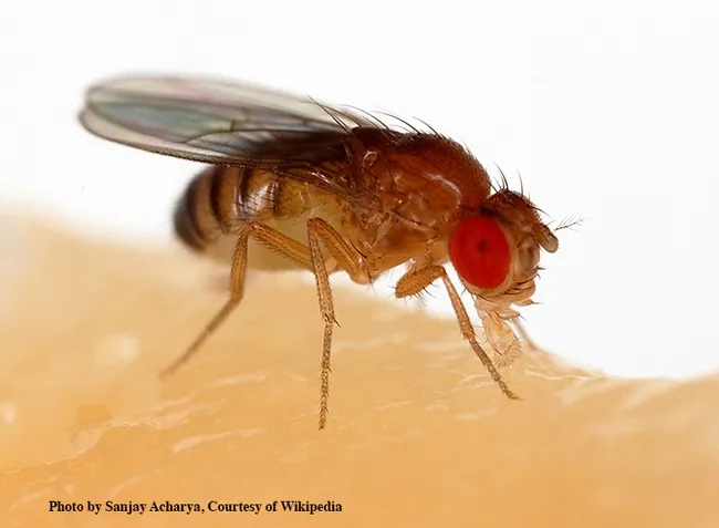 A fruit fly, Drosophila melanogaster, feeding on a banana. (Photo by Sanjay Acharya, courtesy of Wikipedia)