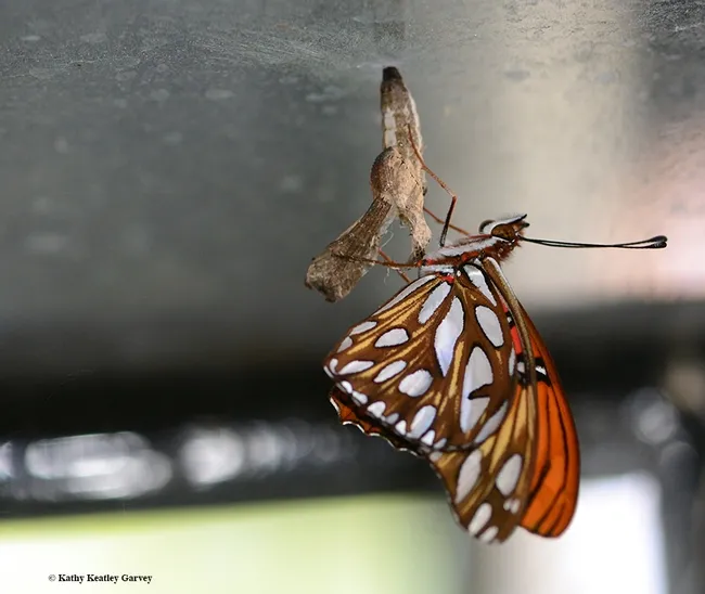 A newly eclosed Gulf Fritillary. (Photo by Kathy Keatley Garvey)