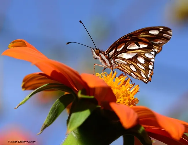 The silver-spangled Gulf Fritillary, a showy orange butterfly, looks like two different species. When it spreads its wings, it's orange. The underwings: silver. (Photo by Kathy Keatley Garvey)
