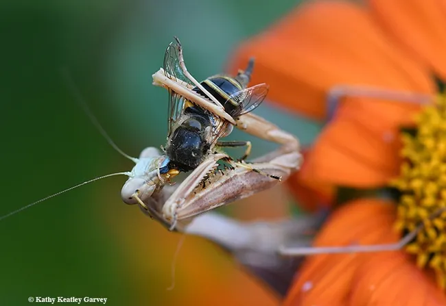 It's eat and be eaten in the garden. (Photo by Kathy Keatley Garvey)