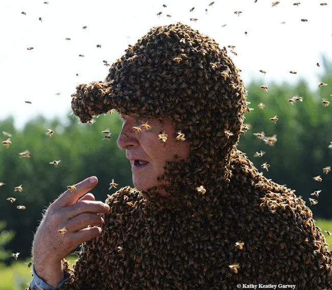 "Bee Man" Norm Gary clustered with bees during a bee wrangling stunt. (Photo by Kathy Keatley Garvey)