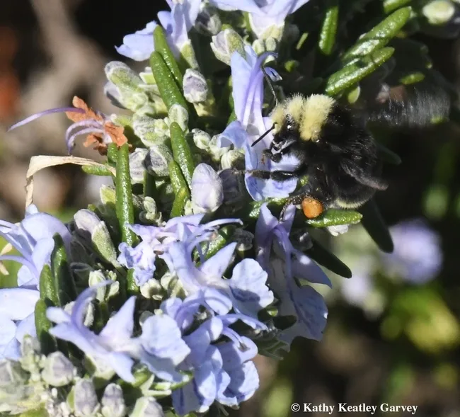 A yellow-faced bumble bee, Bombus vosnesenskii, nectars on rosemary on Jan. 1, 2018 at the Benicia marina. (Photo by Kathy Keatley Garvey)