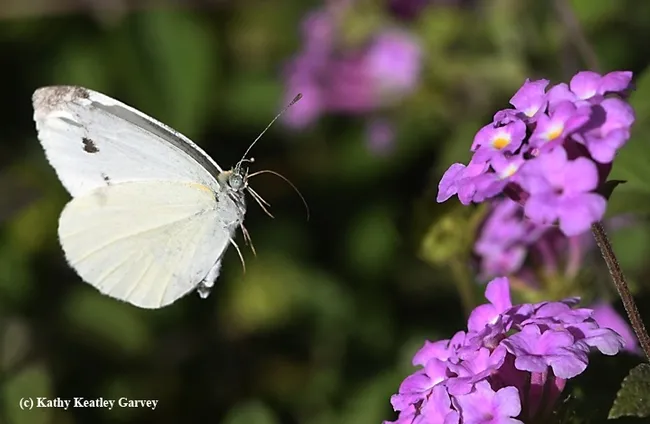 If you collect the first-of-the-year cabbage white butterfly, Pieris rapae, in the three-county area of Sacramento, Yolo and Solano, you could win the "Beer for a Butterfly" contest. Here a cabbage white heads for lantana.(Photo by Kathy Keatley Garvey)
