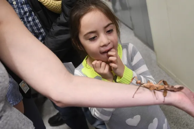 Kira Olmos leans forward for a closer look at the Australian stick insect. (Photo by Kathy Keatley Garvey)