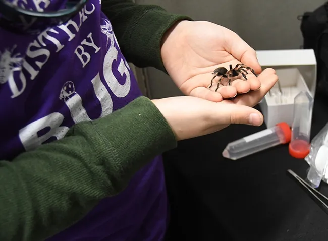 Mexican redknee tarantula, the new project of 9-year-old Delsin Russell of Vacaville. Santa delivered the much-wanted gift on Christmas Eve. (Photo by Kathy Keatley Garvey)