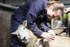 understanding and applying vet science