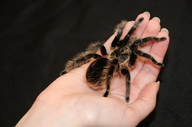 A tarantula at the Bohart Museum of Entomology. (Photo by Kathy Keatley Garvey)