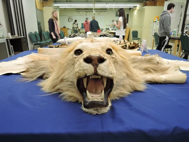 A lion specimen at the Museum of Wildlife and Fish Biology, located in Room 1394 of the Academic Surge Building. (Photo by Kathy Keatley Garvey)