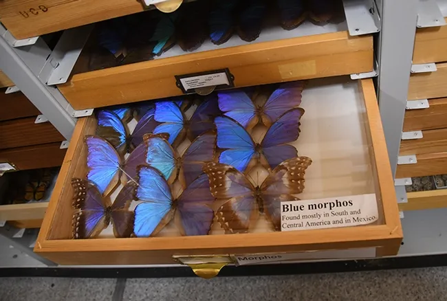 Blue morpho butterflies are among the "Wow" displays at the Bohart Museum of Entomology. (Photo by Kathy Keatley Garvey)