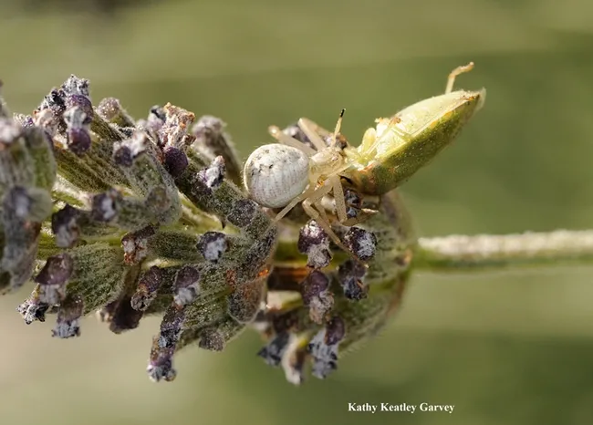 A crab spider dining on a stink bug. (Photo by Kathy Keatley Garvey)