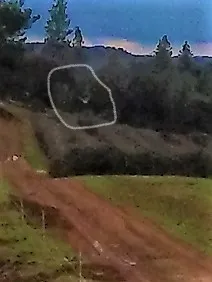 Barn owl spotted hunting over grape vines.