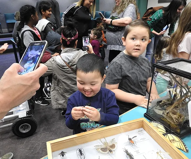 No, I'm not going to eat it. But maybe... (Photo by Kathy Keatley Garvey)