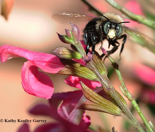 bugsquadcarpenterbee
