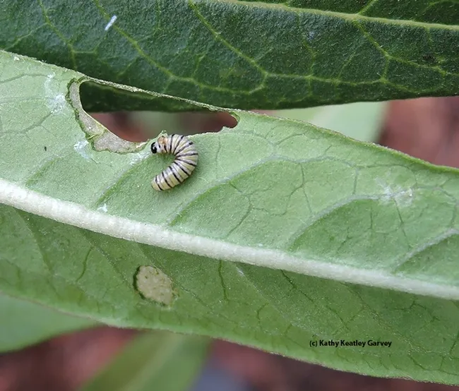 A very hungry monarch caterpillar. (Photo by Kathy Keatley Garvey)