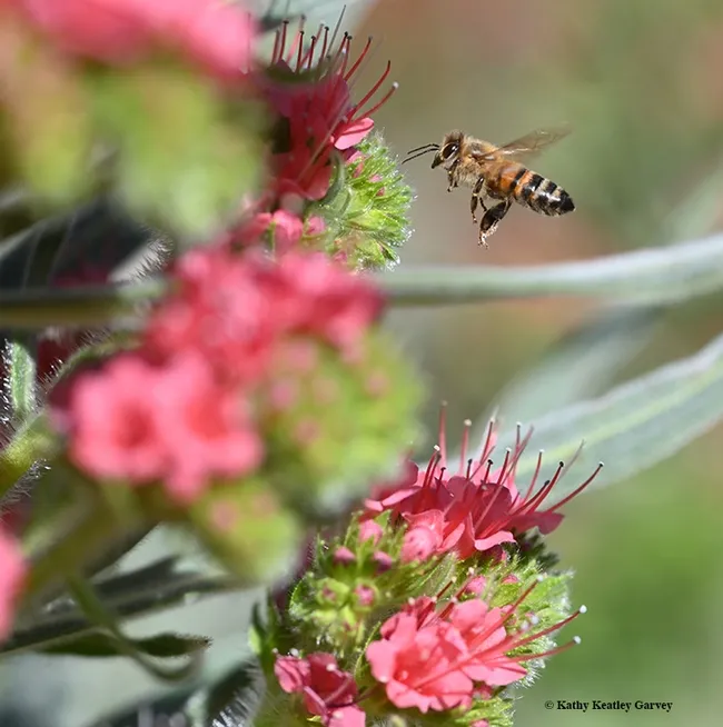 A honey bee in flight as it heads toward the tower of jewels, Echium wildpretii. (Photo by Kathy Keatley Garvey)