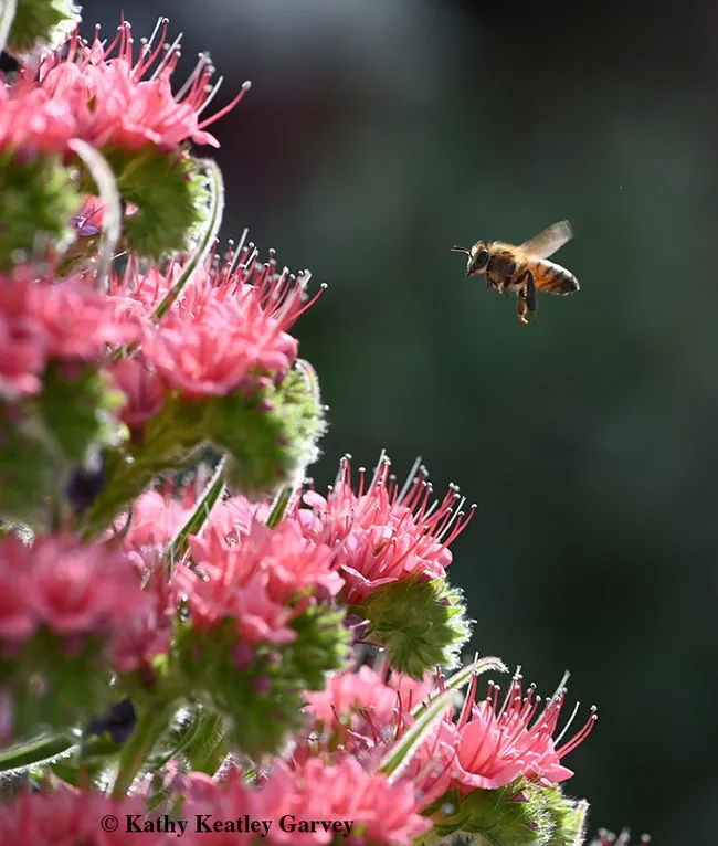 The tower of jewels, Echium wildpretii, resembles a red-ornamented Christmas tree when it's in bloom. (Photo by Kathy Keatley Garvey)