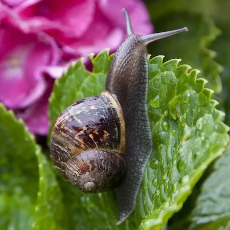 Adult brown garden snail sitting on a hydrangea leaf with a pink flower in the background. Credit: William F. Meyer