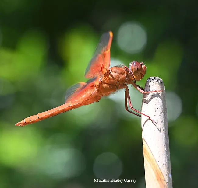 A male flameskimmer dragonfly, Libellula saturata, perches on a bamboo stake in Vacaville, Calif. (Photo by Kathy Keatley Garvey)