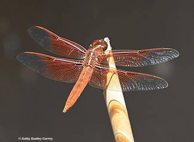 The flameskimmer's wings shimmer in the morning light. (Photo by Kathy Keatley Garvey)