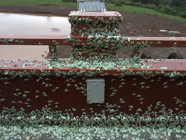 Moth emergence at The Arc (lodge), Aberdare National Park, Kenya. (Photo by James R. Carey)