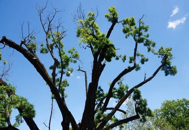 Walnut twig beetles tunnel into branches and trunks of walnut (Juglans) where they create galleries for mating and reproduction. In association with a canker producing fungus, Tthey cause a disease known as thousand cankers disease. This tree is in downtown Davis, Calif. (Photo by Kathy Keatley Garvey)