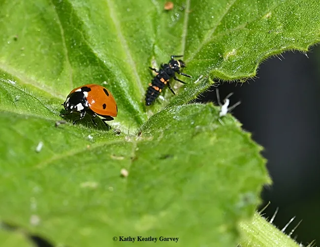 An adult lady beetle (aka ladybug) and a larva. (Photo by Kathy Keatley Garvey)