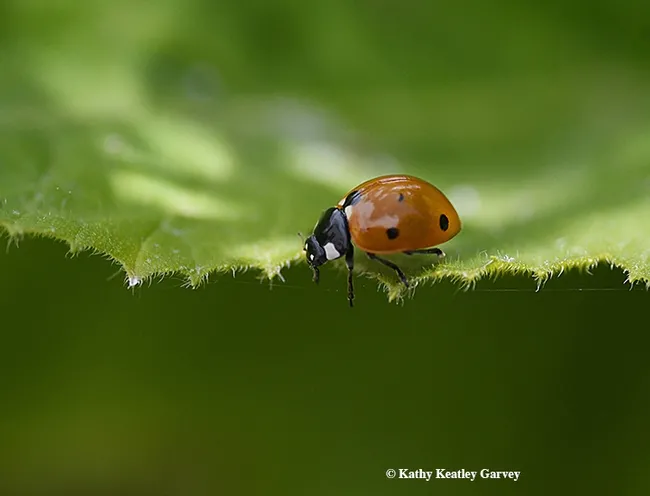 A lady beetle on the prowl in Vacaville, Calif. (Photo by Kathy Keatley Garvey)