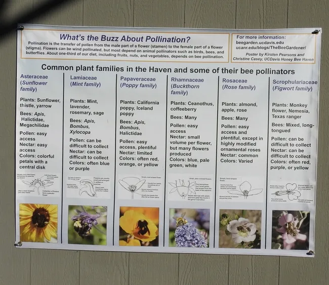 Visitors to the Häagen-Dazs Honey Bee Haven can learn what to plant to attract pollinators. (Photo by Kathy Keatley Garvey)