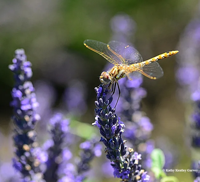 A variegated meadowhawk (Sympetrum corruptum)in the lavender fields. (Photo by Kathy Keatley Garvey)