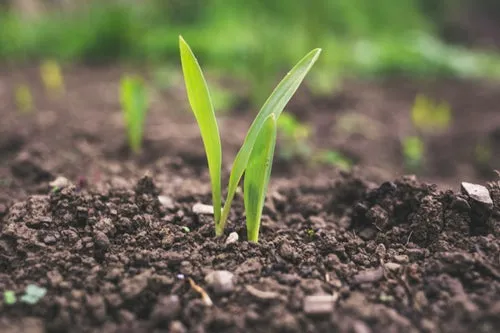 Small green seedling emerging from soil