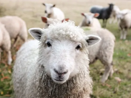 Very cute sheep looking at camera.