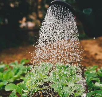 Rain of water from watering can onto strawberries