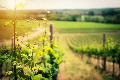vineyard