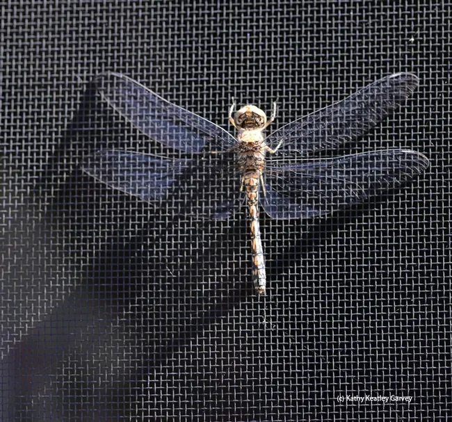 A female blue dasher, Pachydiplax longipennis, as identified by Greg Kareofelas of the Bohart Museum, warms itself on a window screen in the early morning. (Photo by Kathy Keatley Garvey)
